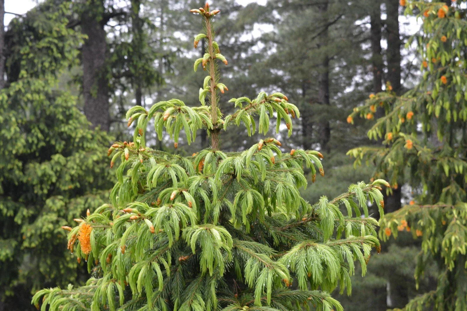 Morinda Spruce Seeds - 30 Picea smithiana Evergreen Tree Seeds for Gardening, Landscaping, and Wildlife Habitat