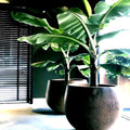 Dwarf Cavendish Banana Tree Seeds – Musa acuminata – Tropical Fruit Plant Seeds for Small Gardens & Pots – Hardy, Easy to Grow