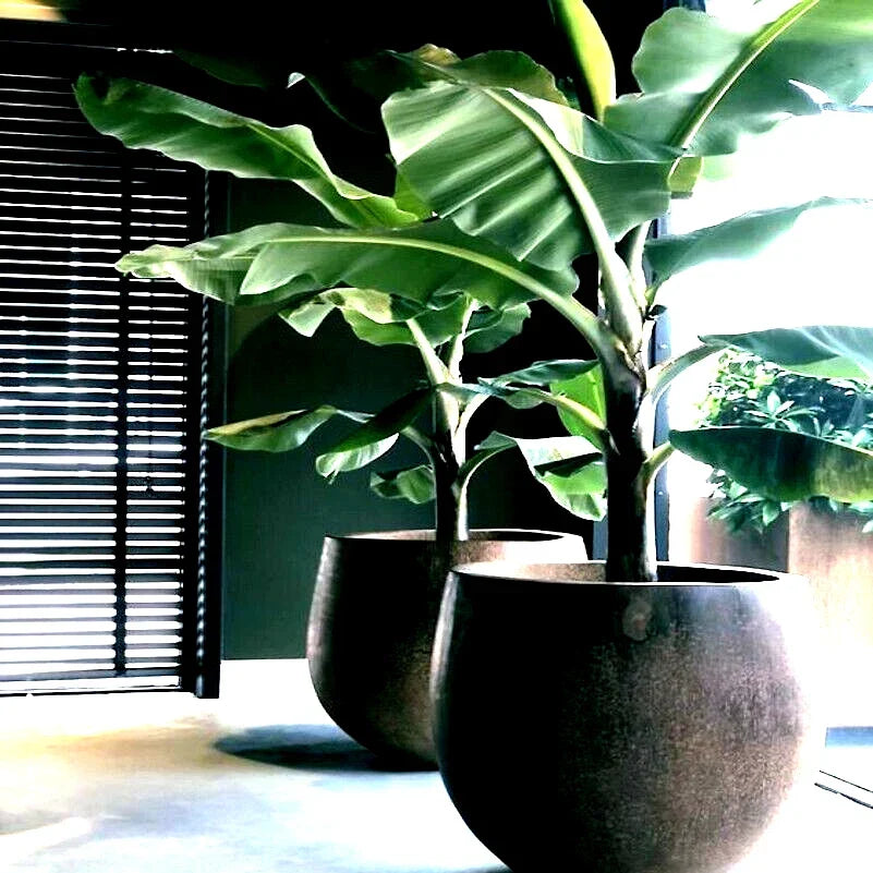 Dwarf Cavendish Banana Tree Seeds – Musa acuminata – Tropical Fruit Plant Seeds for Small Gardens & Pots – Hardy, Easy to Grow