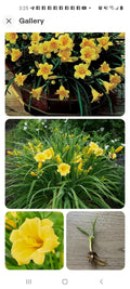 Perennial Daylily Bare Root Stella De Oro Yellow Hemerocallis Reblooming Drought Tolerant Garden Flower