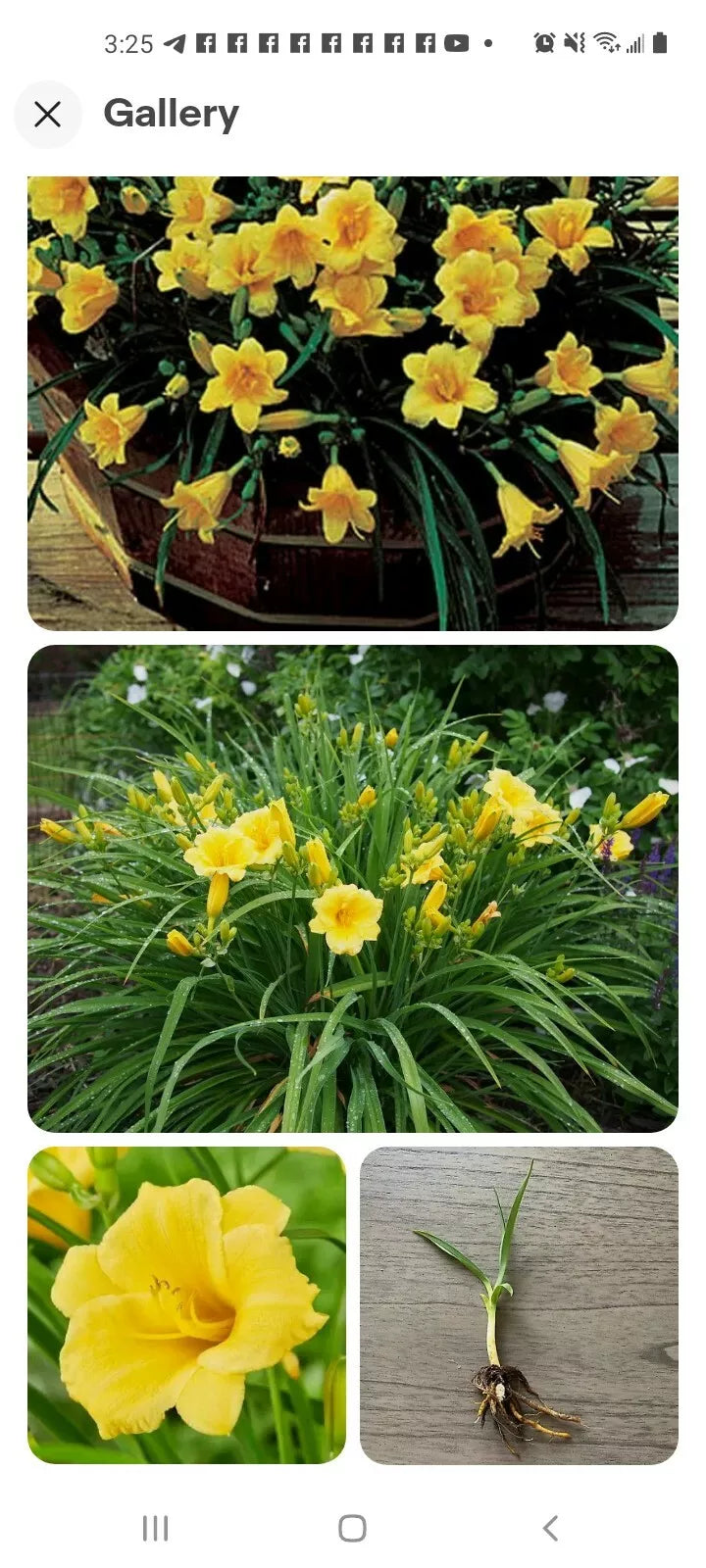 Perennial Daylily Bare Root Stella De Oro Yellow Hemerocallis Reblooming Drought Tolerant Garden Flower