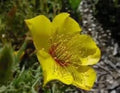 Yellow Blazing Star Seeds - Mentzelia lindleyi Wildflower Seeds, Bright Yellow, 100 Pack, Drought Tolerant, Attracts Pollinators