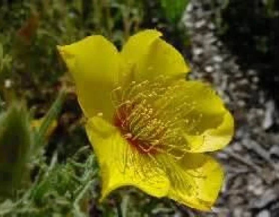 Yellow Blazing Star Seeds - Mentzelia lindleyi Wildflower Seeds, Bright Yellow, 100 Pack, Drought Tolerant, Attracts Pollinators