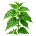 Stinging Nettle Seeds - 300 Heirloom Perennial Medicinal Herb - Urtica dioica - Hardy, Easy to Grow