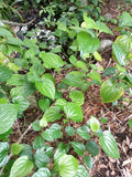 Large Rooted Piper Sarmentosum Plant – Edible Herb for Cooking & Garden – Lá Lốt, Wild Pepper, Betel Leaf, Southeast Asian Cuisine