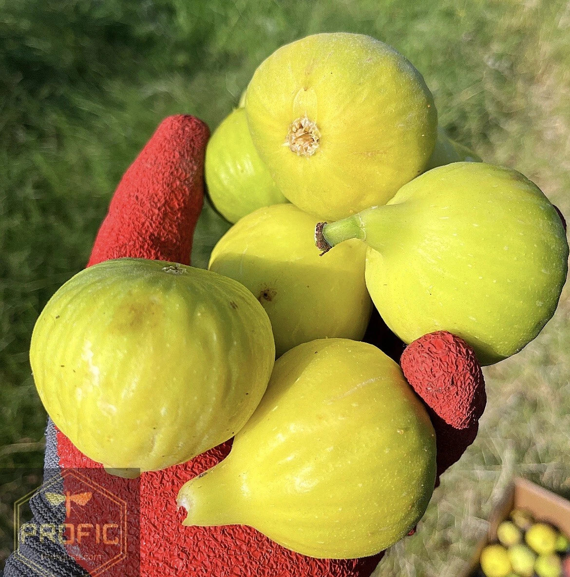 Fig Tree Plant - Yellow Long Neck Variety - Ficus carica - Small Garden or Container Plant