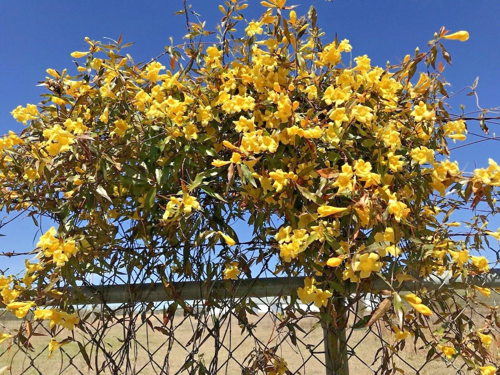 Carolina Jasmine Bare Root Climbing Plant, Yellow Hummingbird Vine, 7 Plants, Gelsemium sempervirens