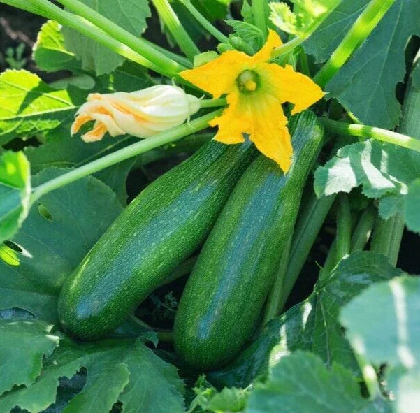 Black Beauty Squash Seeds - 20 Premium Cucurbita pepo Vegetable Seeds for Home Garden, Bountiful Harvest, Non-GMO, Easy to Grow