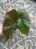 Giant Angel Wing Begonia Cuttings - 2 Pieces Indoor Plant Begonia corymbosa Propagation
