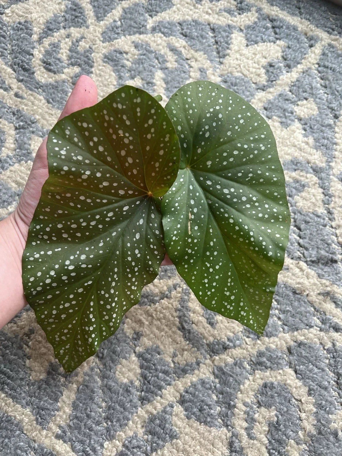 Giant Angel Wing Begonia Cuttings - 2 Pieces Indoor Plant Begonia corymbosa Propagation