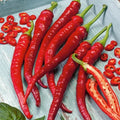 Cayenne Hot Pepper Seeds - Organic Heirloom Non-GMO - Long Slim Variety - Capsicum annuum - Spicy Culinary Peppers