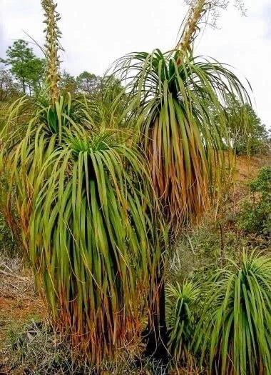 Oaxacan Pony Tail Tree Seeds - Beaucarnea recurvata - Unique Succulent for Home Gardening - Drought Tolerant Plant Seeds