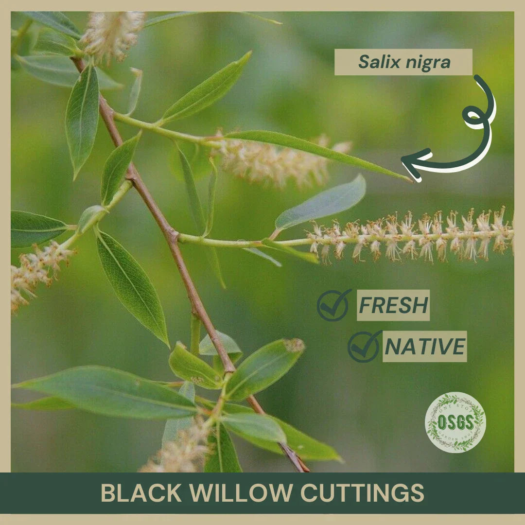 Black Willow Cuttings 18" | Salix nigra Native Plant for Wetland Restoration & Gardening