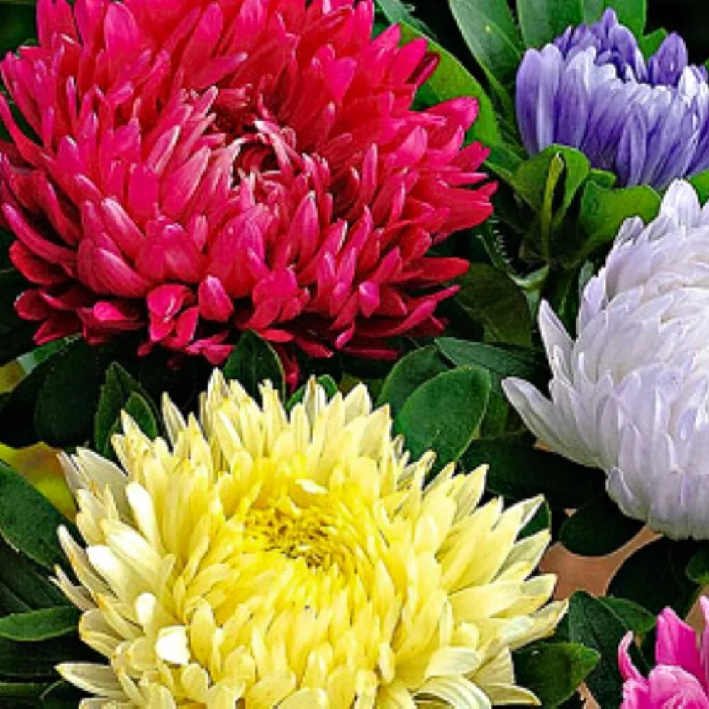 Powderpuff Mix Aster Seeds - Non-GMO Heirloom Flower Seeds for Borders & Cut Flowers - Aster spp.