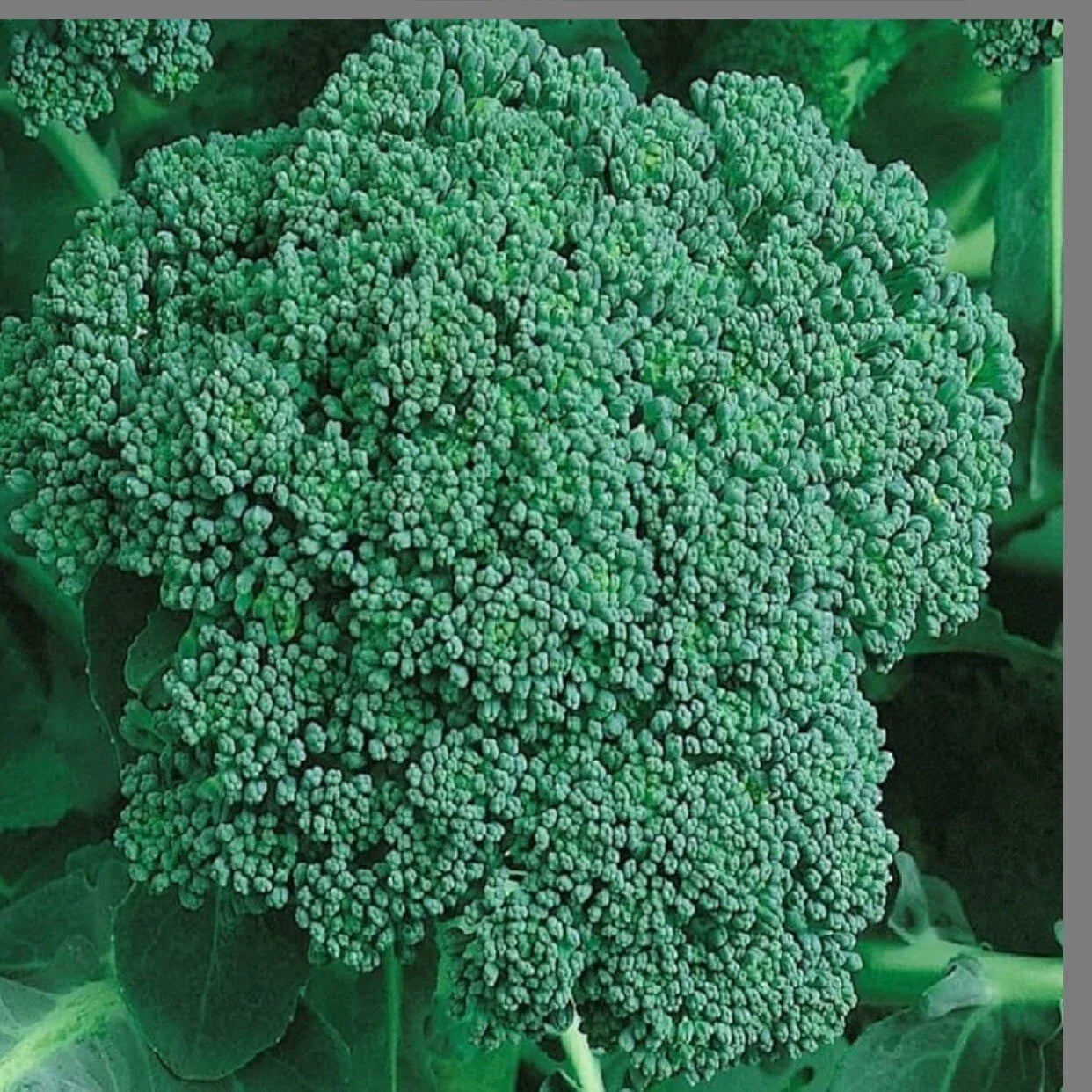 Broccoli Seeds - Organic Heirloom Non-GMO Brassica oleracea - 250+ Sprouting Seeds for Home Gardening