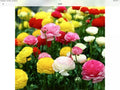 Ranunculus Asiaticus Seeds - 100 Pack, Persian Buttercup Flower Seeds for Garden, Vibrant Blooms, Easy to Grow