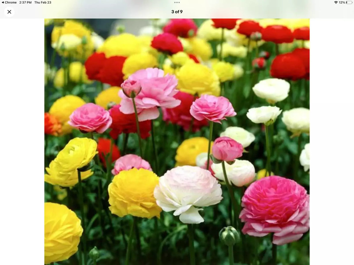 Ranunculus Asiaticus Seeds - 100 Pack, Persian Buttercup Flower Seeds for Garden, Vibrant Blooms, Easy to Grow