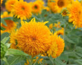 Dwarf Teddy Bear Sunflower Seeds - 20+ Non-GMO Heirloom Helianthus annuus for Containers & Gardens