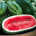 Congo Watermelon Seeds - Organic Non-GMO Heirloom Citrullus lanatus, 12 Pack