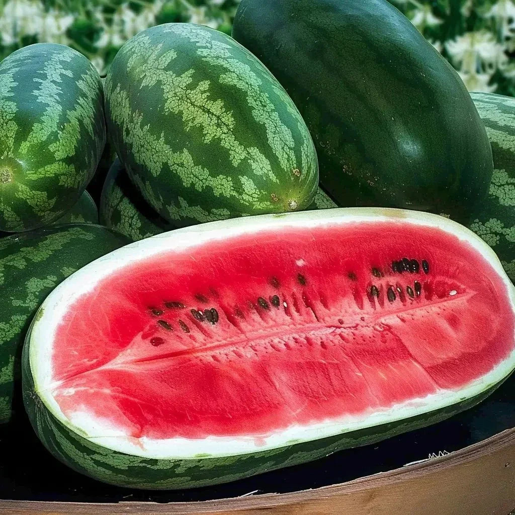 Congo Watermelon Seeds - Organic Non-GMO Heirloom Citrullus lanatus, 12 Pack