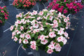 Vinca Seeds Logro Apricot 100 Pack - Catharanthus roseus Flower Seeds for Garden, Borders, Containers