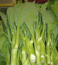 KAILAAN Chinese Broccoli Kale Seeds | Heirloom Brassica oleracea var. alboglabra | Asian Green, Gai Lan Vegetable Seed Pack
