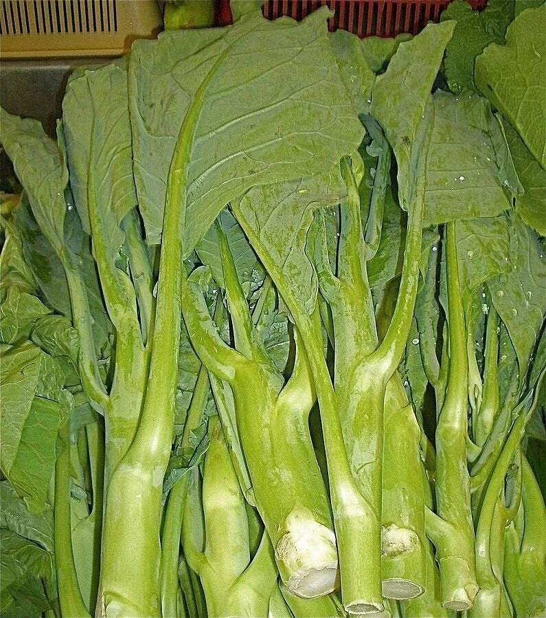 KAILAAN Chinese Broccoli Kale Seeds | Heirloom Brassica oleracea var. alboglabra | Asian Green, Gai Lan Vegetable Seed Pack