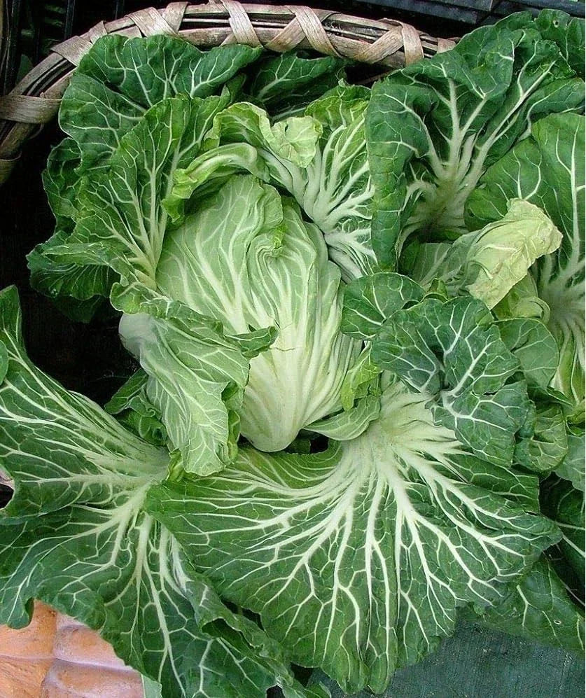 Portuguese Kale Seeds - Brassica oleracea var. tronchuda, Tender Green, for Caldo Verde Soup, 100-5000 Seeds