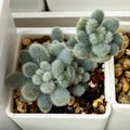 Sedum mocinianum Seeds 100PCs Fuzzy Leaves Succulent Propagation Pack