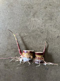 Rooted Sugarcane Cuttings - Dark Purple Saccharum officinarum, Juicy & Sweet, 2pcs for Garden Planting