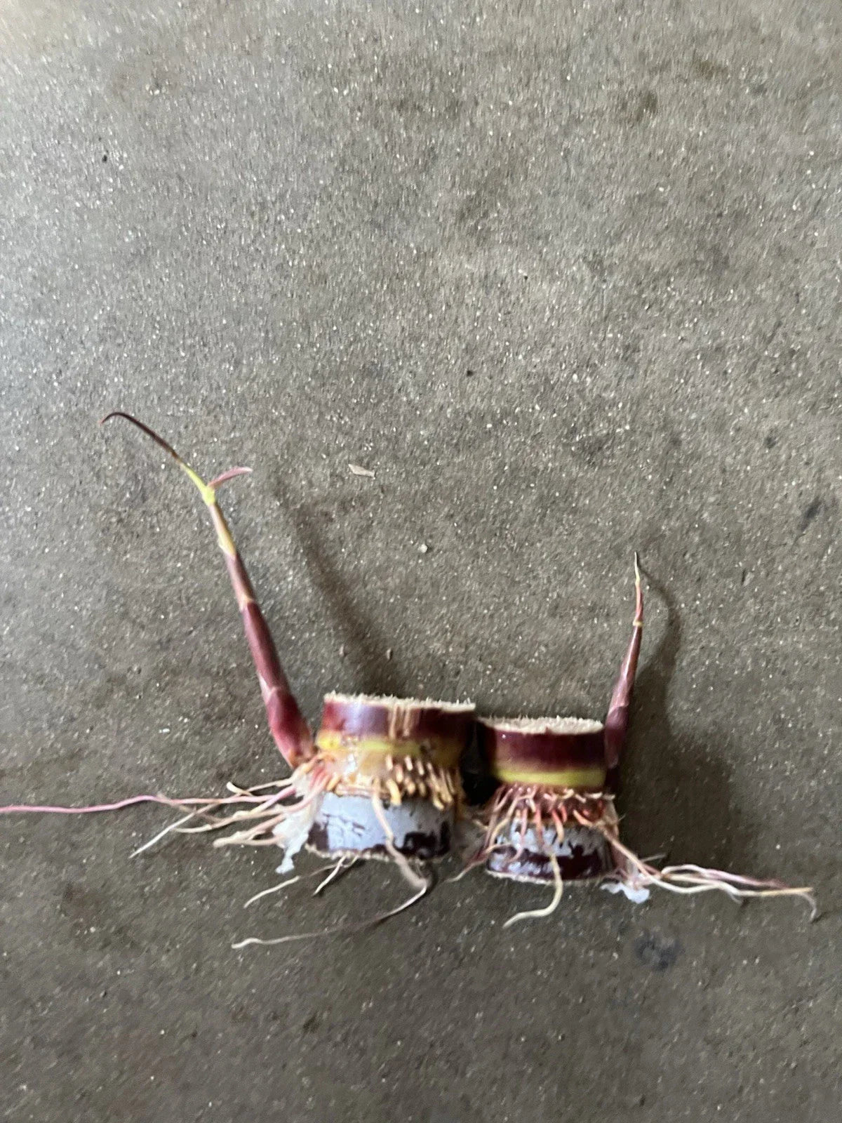 Rooted Sugarcane Cuttings - Dark Purple Saccharum officinarum, Juicy & Sweet, 2pcs for Garden Planting