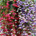 Cascade Lobelia Seed Mix - 100+ Colorful Trailing Perennial Flowers - Lobelia erinus, Hanging Basket, Container Plant
