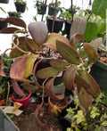 Hoya Bhutanica Rooted Plant in 3" Pot – Indoor Houseplant, Easy Care Succulent, Waxy Foliage, Epiphytic Plant