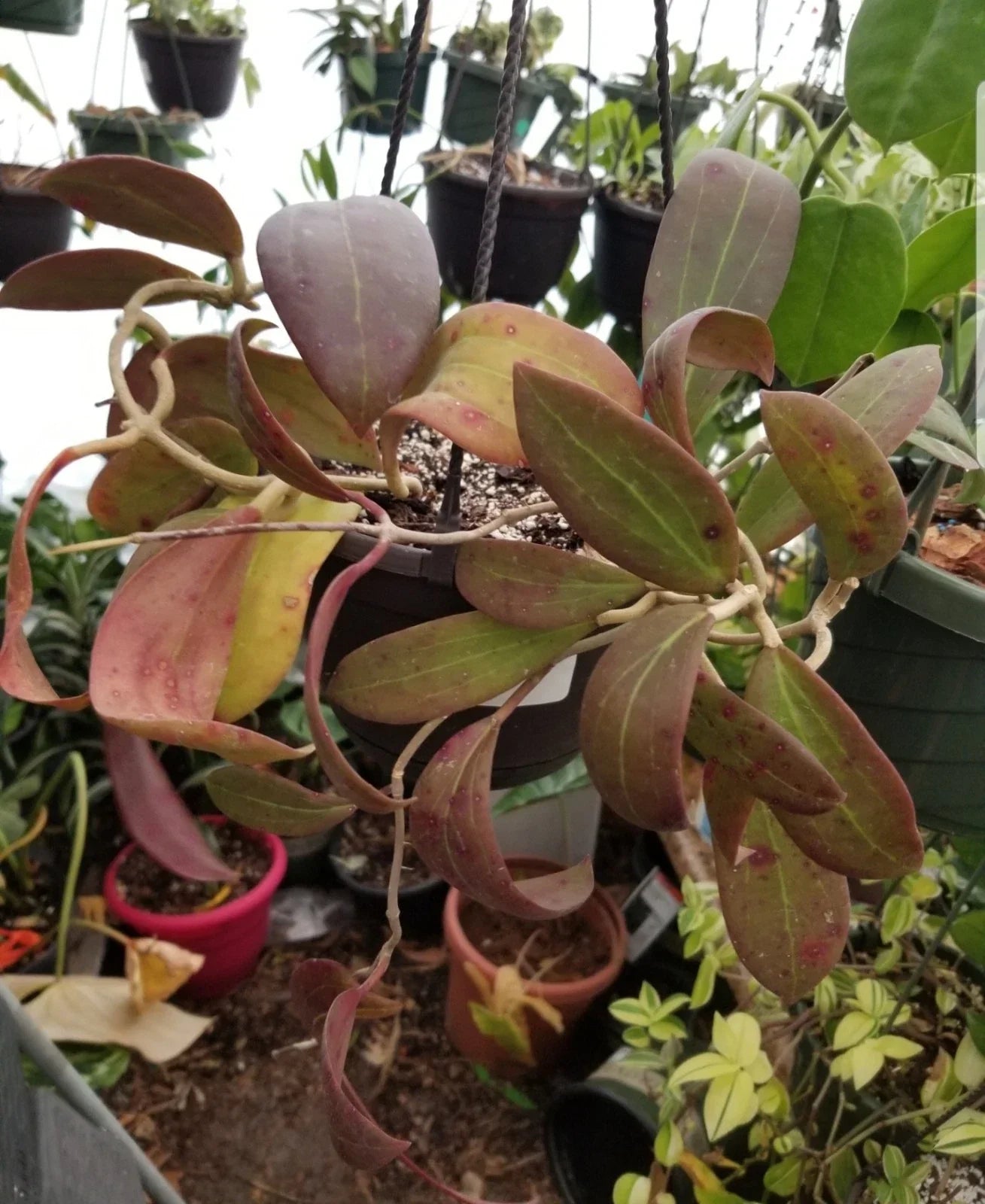 Hoya Bhutanica Rooted Plant in 3" Pot – Indoor Houseplant, Easy Care Succulent, Waxy Foliage, Epiphytic Plant