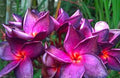 Plumeria Seeds - 5 Bright Purple Pink Frangipani Flower Seeds - Tropical Perennial Plant for Garden or Landscape
