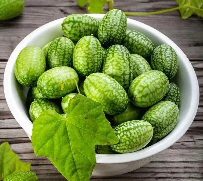 Cucamelon Seeds 15+ Non-GMO Melothria Scabra Mexican Sour Gherkin Vining Plant