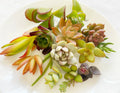 Succulent Cuttings - 15 Colorful Varieties for Planting & Arrangements - Low Maintenance, Easy Care, Various Species