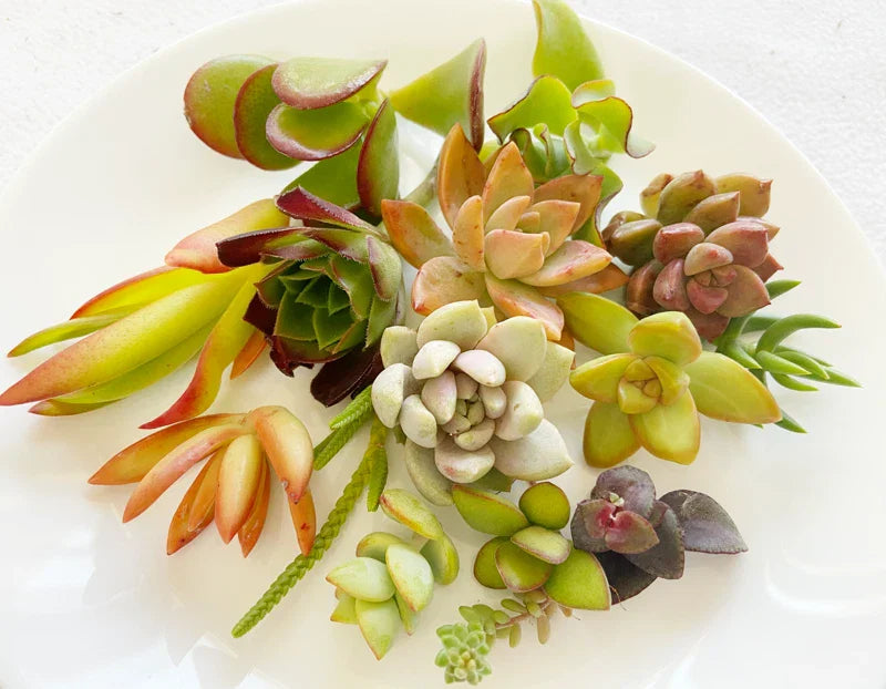 Succulent Cuttings - 15 Colorful Varieties for Planting & Arrangements - Low Maintenance, Easy Care, Various Species