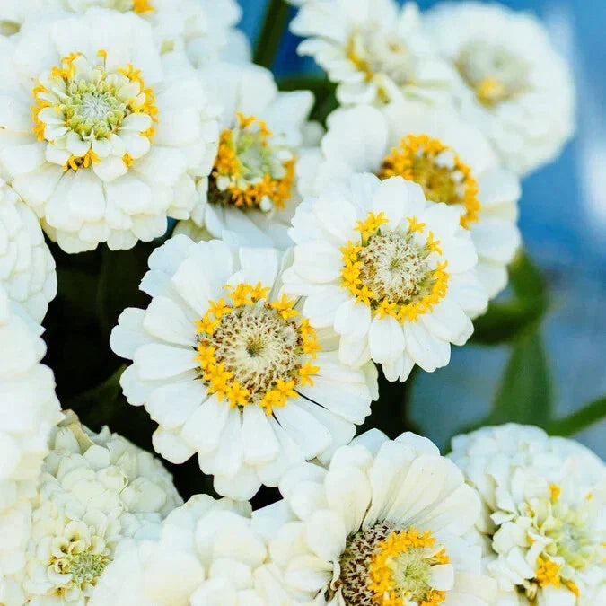 Pumila White Zinnia Seeds - 100+ Pack, Zinnia elegans, Annual Flower for Garden Beds & Containers