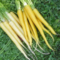 Solar Yellow Carrot Seeds – Heirloom Non-GMO Organic Daucus carota for Home Gardening, Vibrant Yellow Color, Packaged Seeds