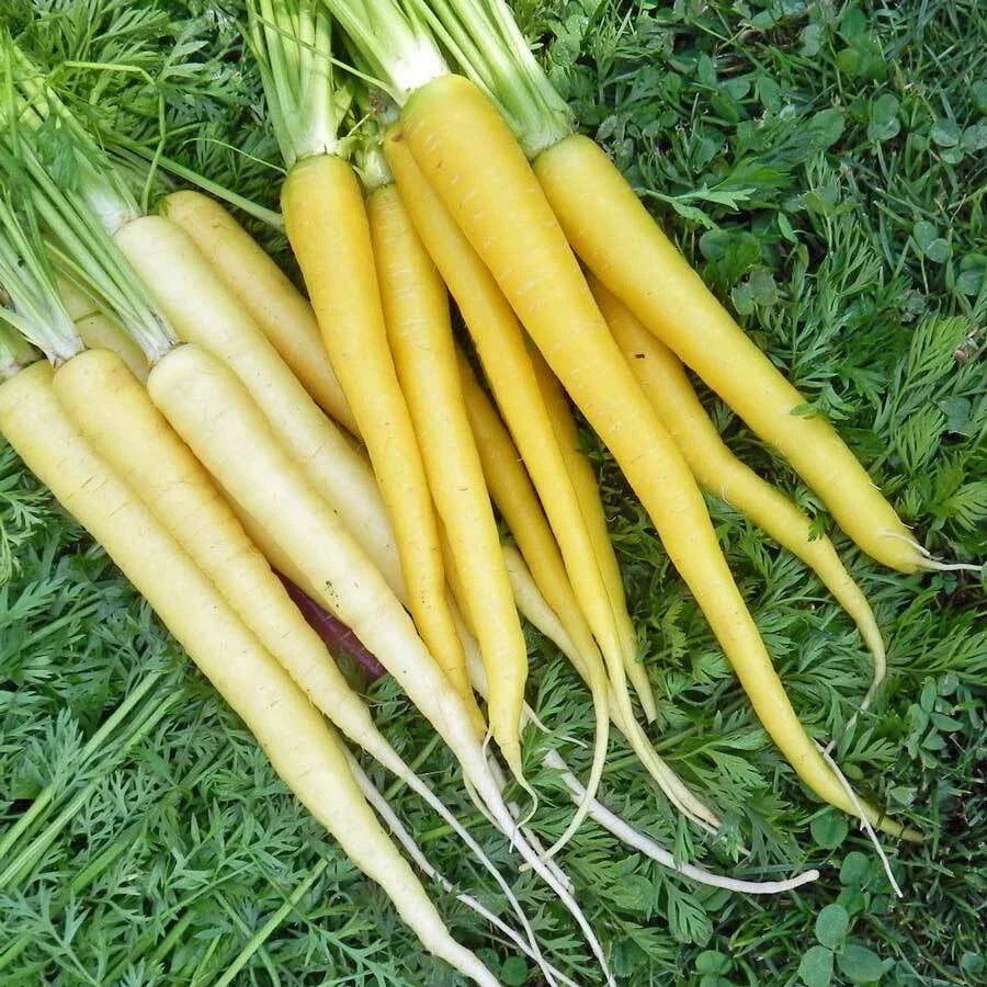 Solar Yellow Carrot Seeds – Heirloom Non-GMO Organic Daucus carota for Home Gardening, Vibrant Yellow Color, Packaged Seeds