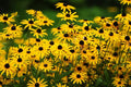 Black Eyed Susan Flower Seeds - 500+ Rudbeckia hirta Perennial Garden Seeds for Full Sun to Partial Shade Made in USA