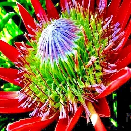 King Protea Seeds - 5 Count - Giant 12" Flowers - Protea cynaroides - Exotic Garden Plant for Drought Tolerance