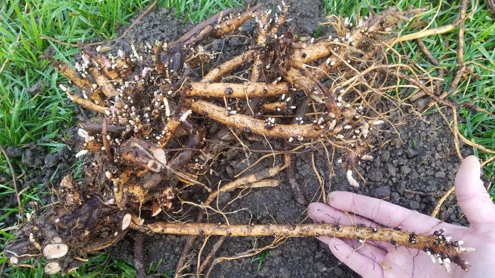 Hop Rhizomes - Jumbo Size Organic Roots for Cascade, Columbus, Glacier, Nugget, Chinook, Mt. Hood Humulus lupulus