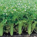 Celery Seeds 50 Pack Utah Tall Heirloom Non-GMO Gardening Seeds for Home Garden, Apium graveolens
