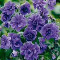 Double Purple Geranium Seeds - Perennial Flower Seeds for Borders & Containers - Geranium maculatum - 10 Pack