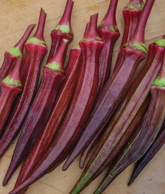 Okra Seeds Red Burgundy AAS Winner, Edible Flowers & Pods, 55 Seeds, Abelmoschus esculentus, Garden, Container, 6-8" Pods