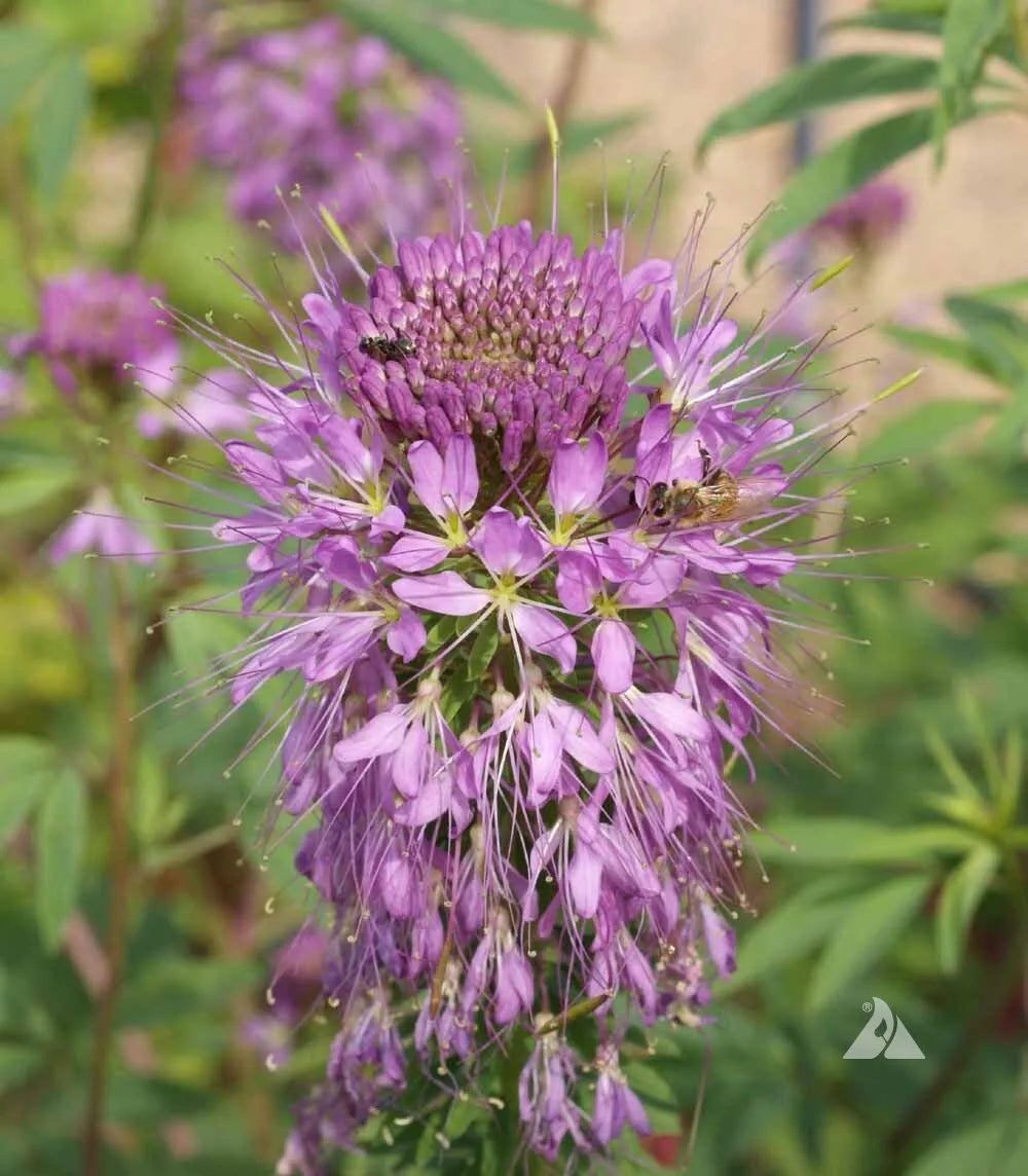 Cleome Seeds - Wildflower Annual - Rocky Mountain Bee Plant - Non-GMO, Butterfly & Honey Bee Attractant - 400 Seeds