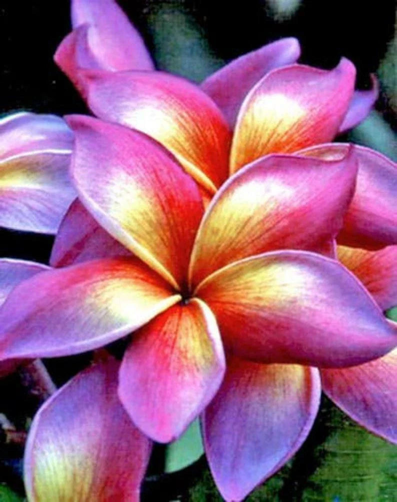 Plumeria Seeds - 5 Bright Pink Yellow Orange Flower Seeds - Frangipani Perennial Plant - Tropical Garden Flower Seeds