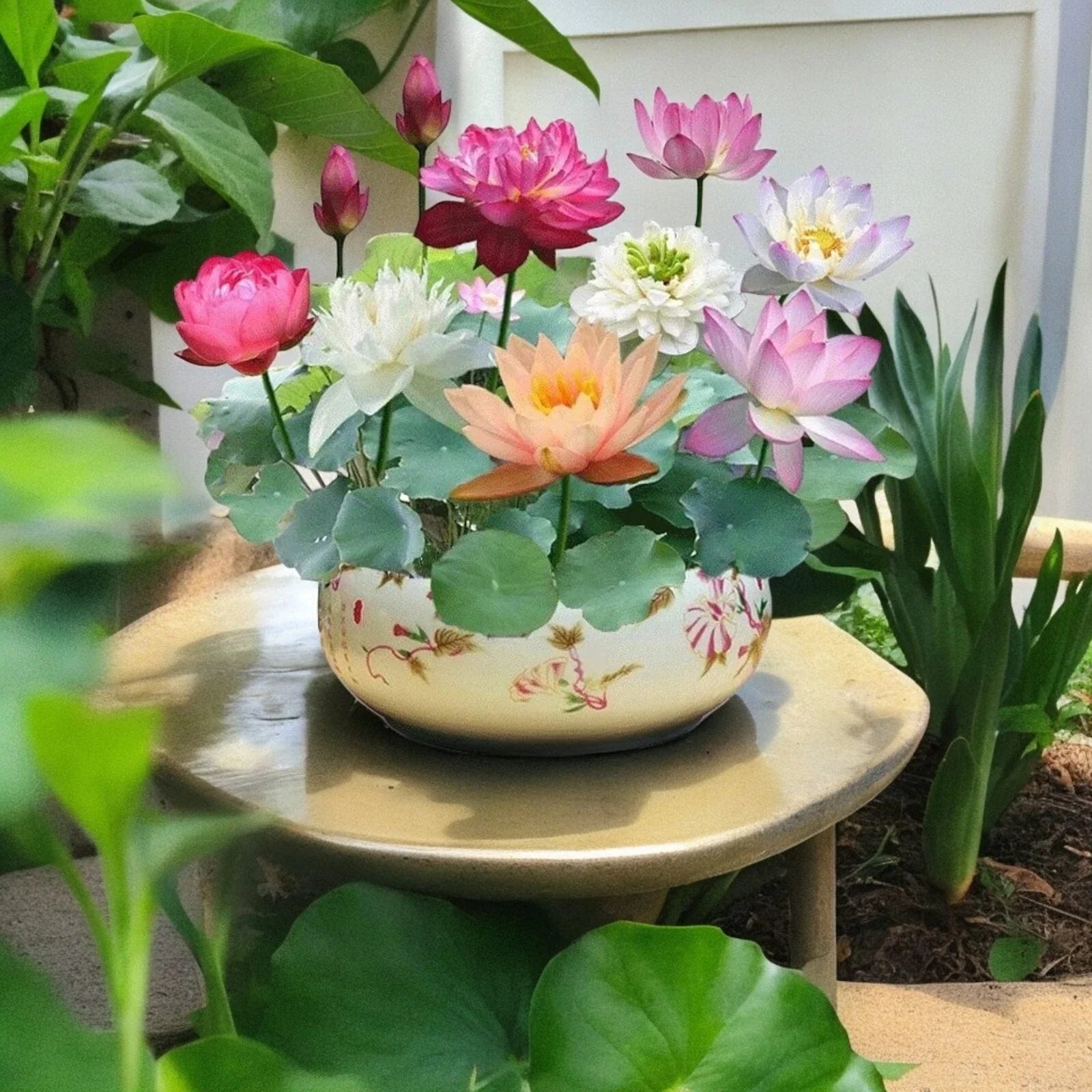Mixed Color Lotus Seeds - Nelumbo nucifera Water Garden Plant Pack of 10